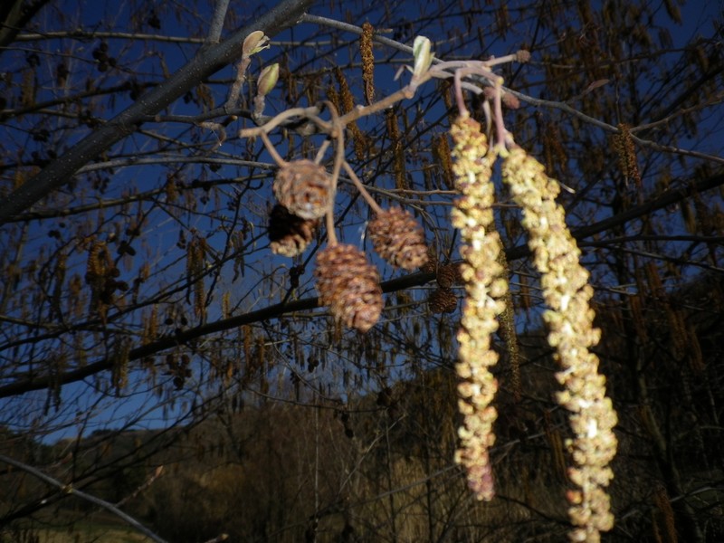 Infiorescenze primaverili